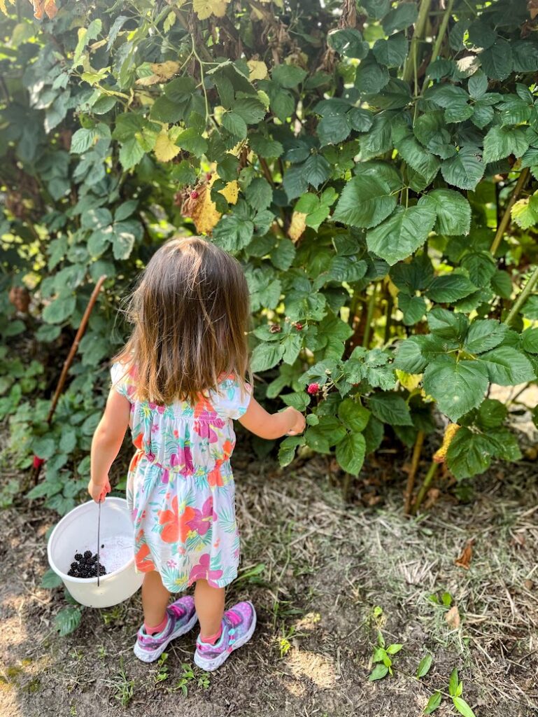 Young child picking fresh blackberries into a bucket at a U-pick farm in summer.