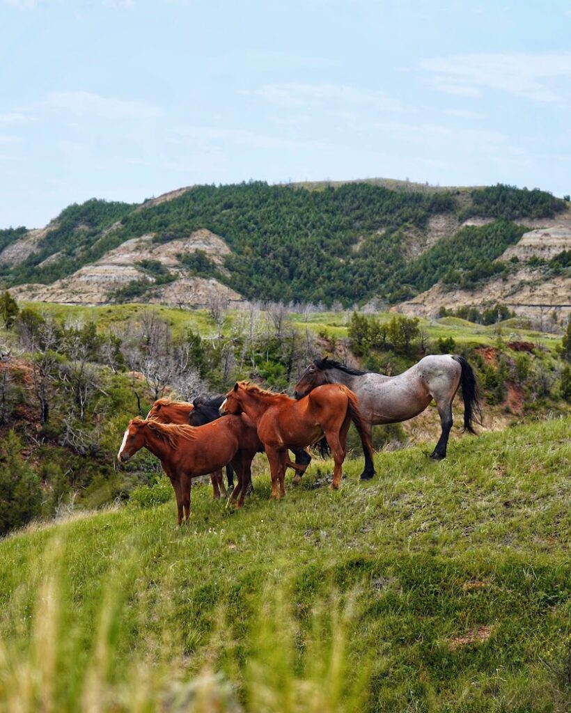 Wild horses in Theodore Roosevelt National Park