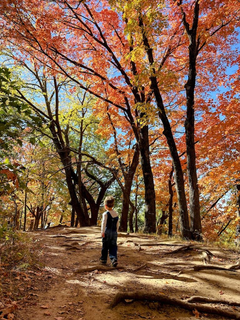 A small child walking alone down a leaf-strewn dirt path with golden trees all around, highlighting fall foliage in Kansas City.