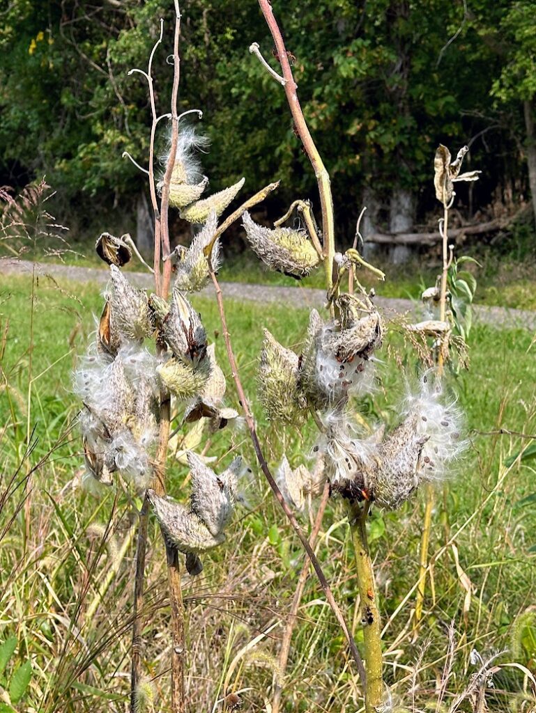 Close-up of milkweed pods opening with fluffy seeds blowing in the meadow at Parkville Nature Sanctuary