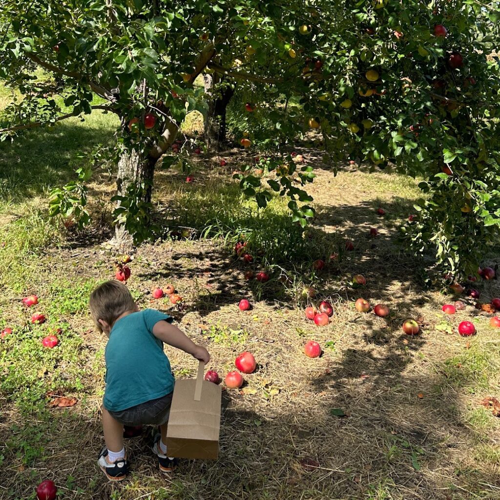 Child crouching under an apple tree with a basket, gathering apples during a favorite fall outdoor activity for kids.