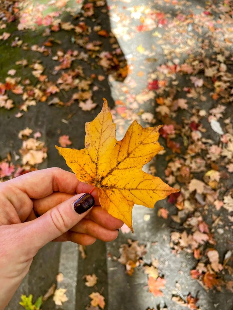 Close-up of a hand holding a vibrant orange maple leaf with fallen leaves scattered on the ground, showing the beauty of fall foliage in Kansas City.