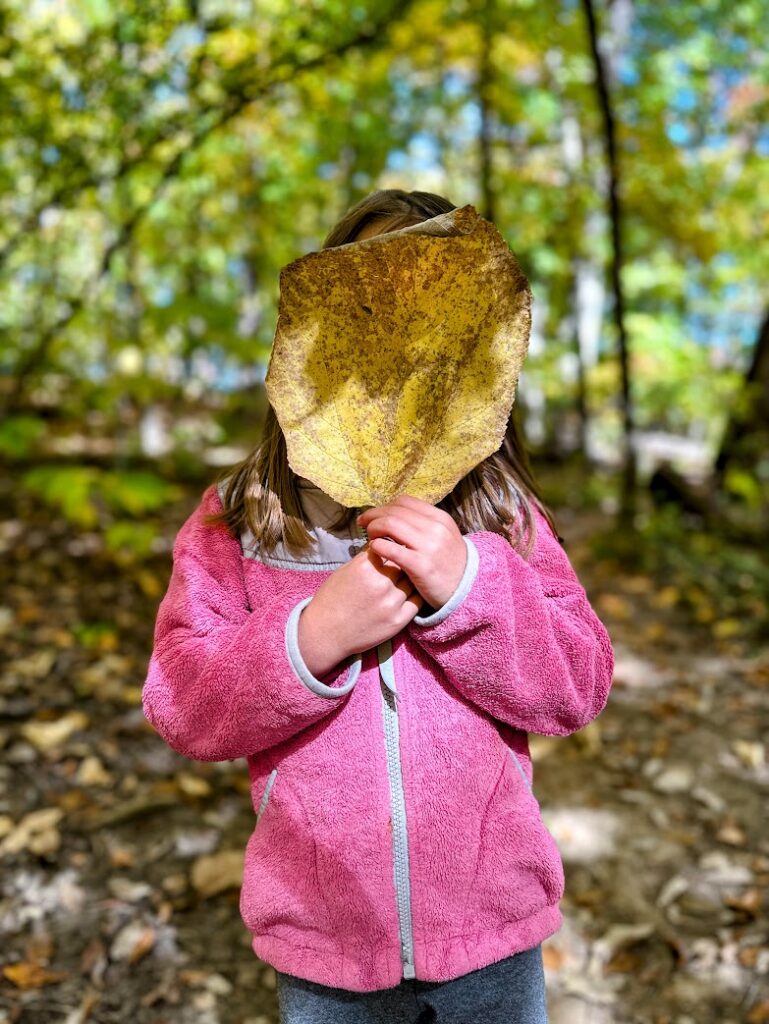 A child in a pink jacket playfully holding a huge yellow leaf in front of her face 