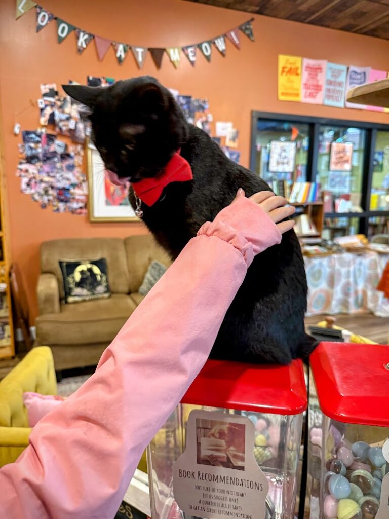My daughter petting a cute cat at Literary Cat Co. in Pittsburg, Southeast Kansas 