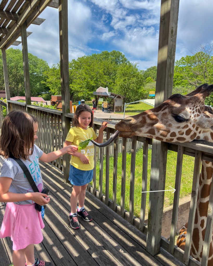 Two children feed a giraffe lettuce at a zoo feeding platform, getting an up-close look at the giraffe's long tongue during a family-friendly animal encounter.