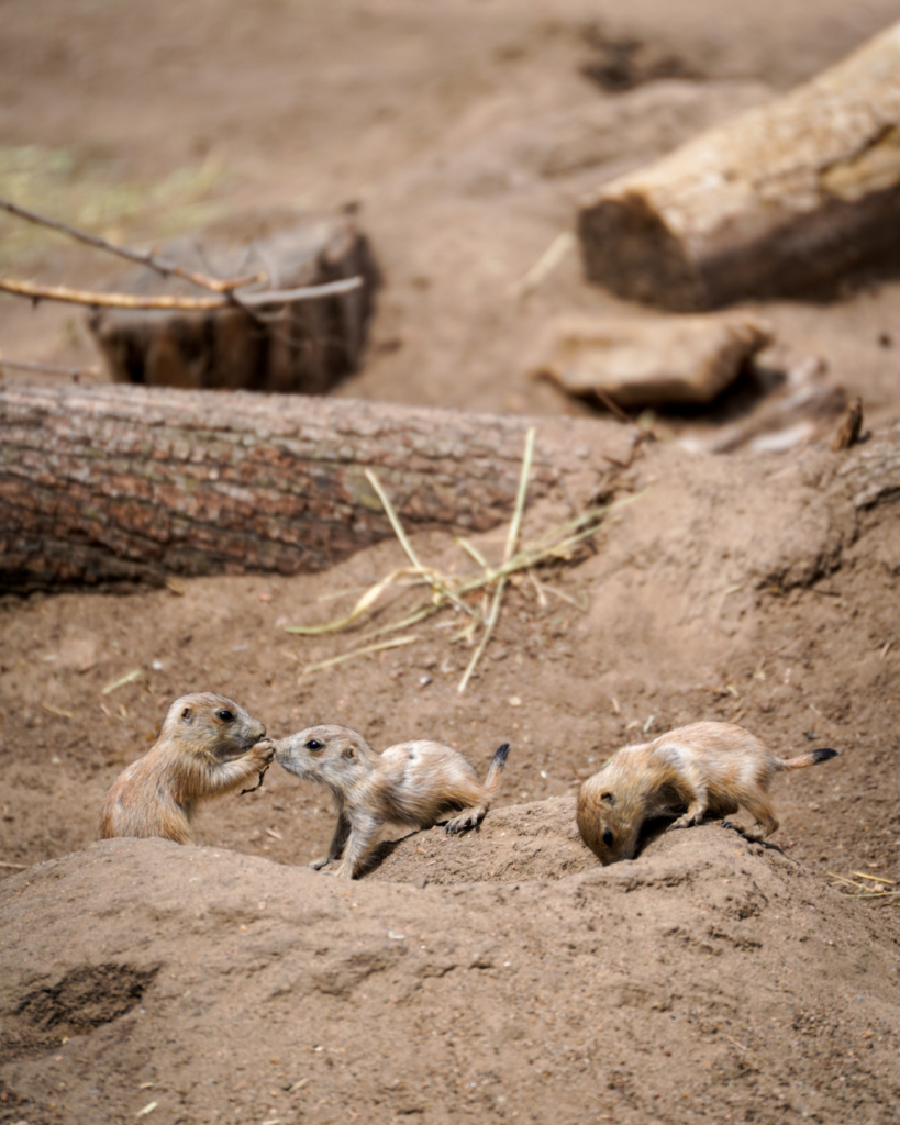 Three prairie dog pups explore their burrow, creating an adorable wildlife moment at a zoo or nature exhibit.