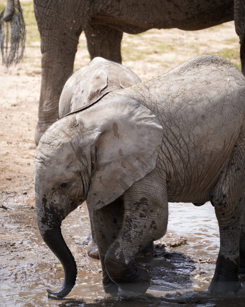 A playful baby elephant splashes through a muddy watering area while exploring alongside its herd at the zoo.