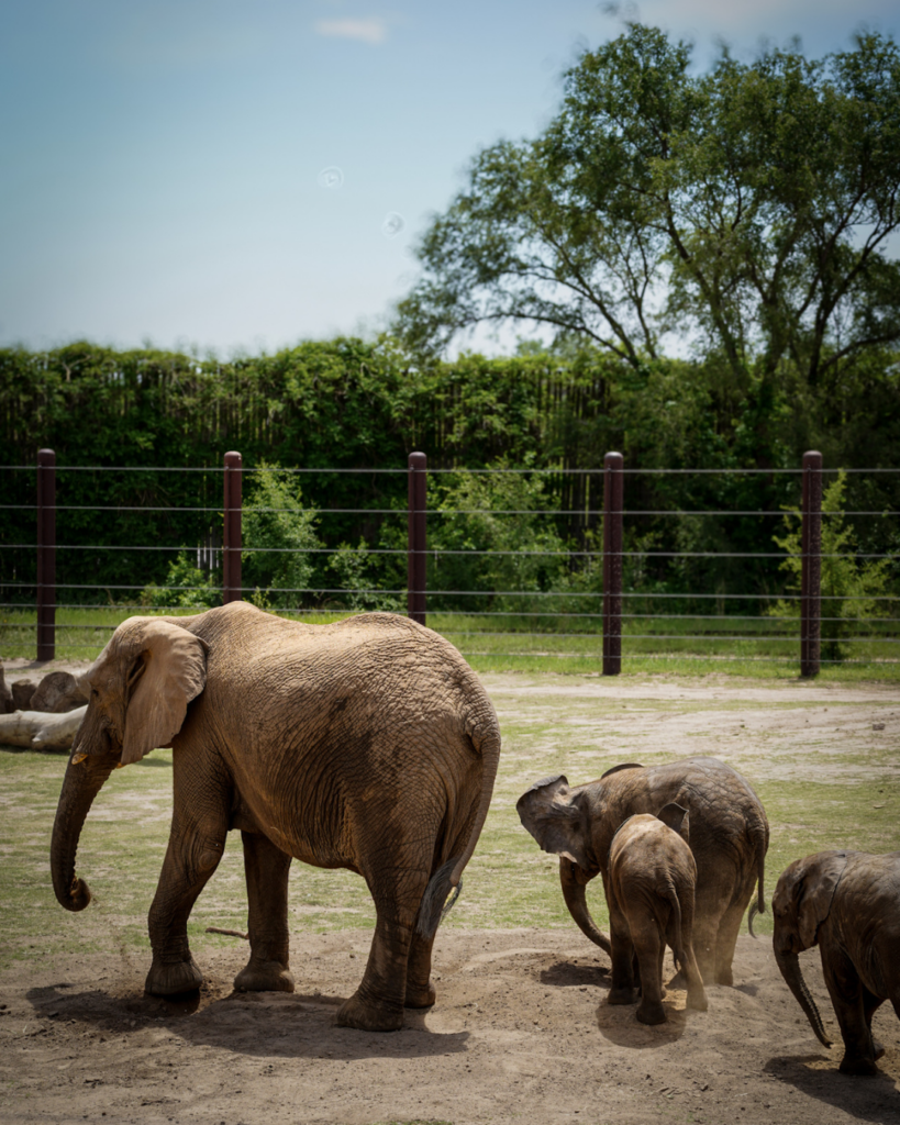 An adult elephant walks with several young calves across a spacious habitat, highlighting the close bonds within an elephant family.