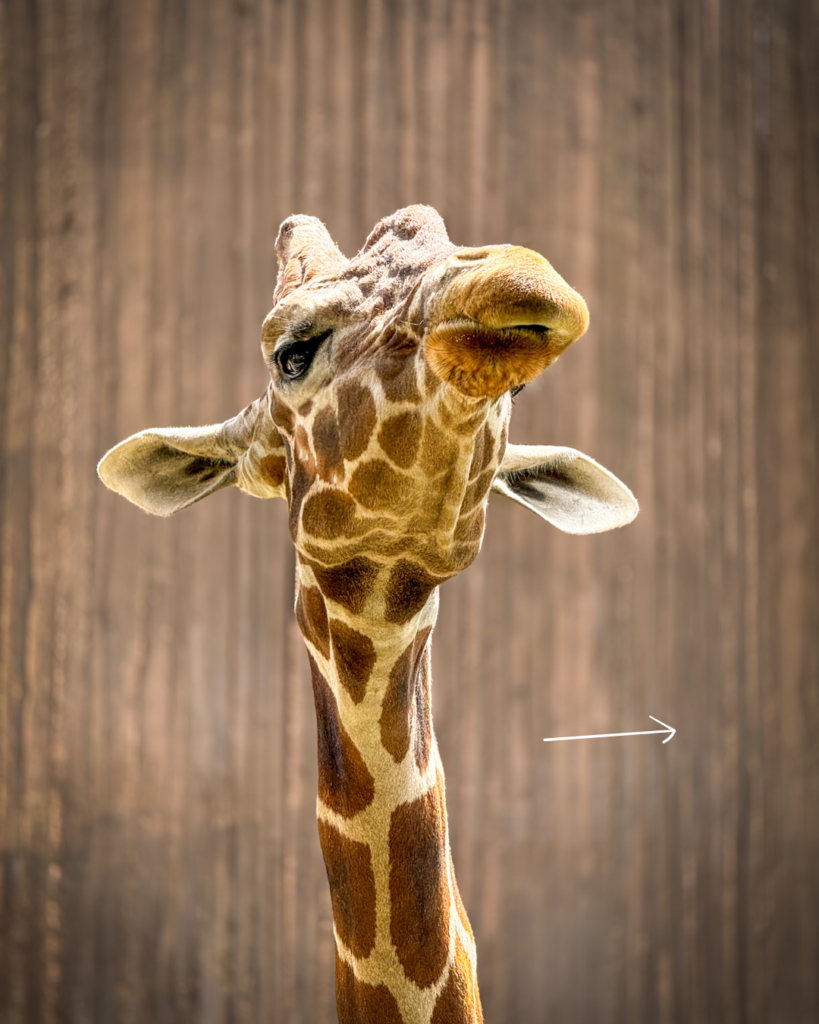 A curious giraffe stretches its long neck toward the camera, showing off its unique markings and expressive face at the zoo.